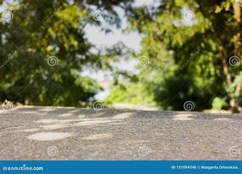 Green Forest And Road Background Stock Photo Image Of Place Botany