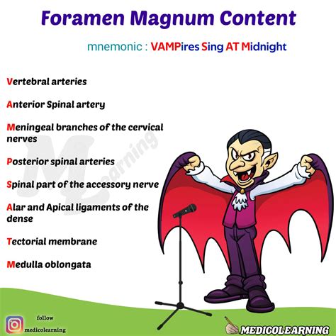 Foramen Magnum Content Mnemonic Medicolearning