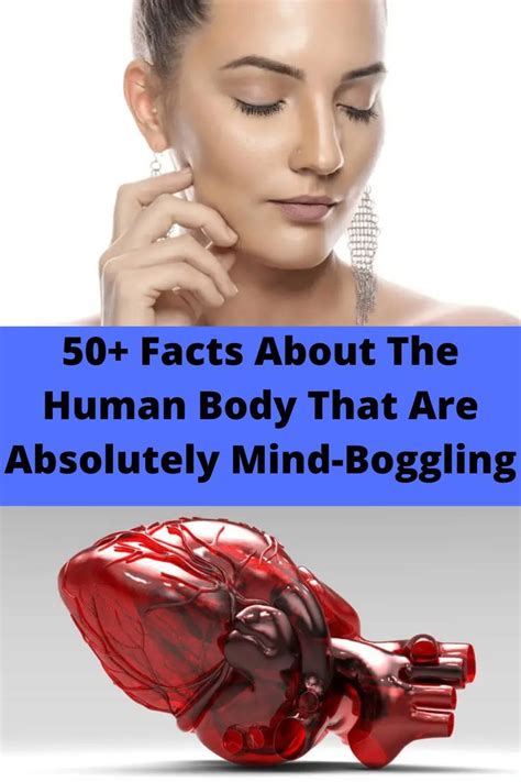 Facts About The Human Body That Are Absolutely Mind Boggling Artofit