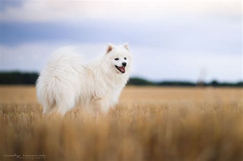 Samoyed Wallpapers Top Free Samoyed Backgrounds Wallpaperaccess