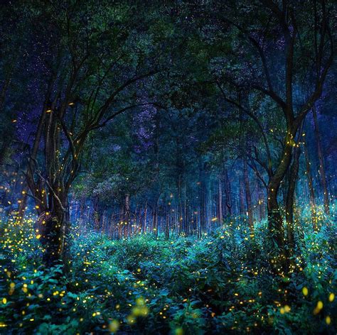 Fireflies Illuminating This Forest In Nanacamilpa Tlaxcala Mexico