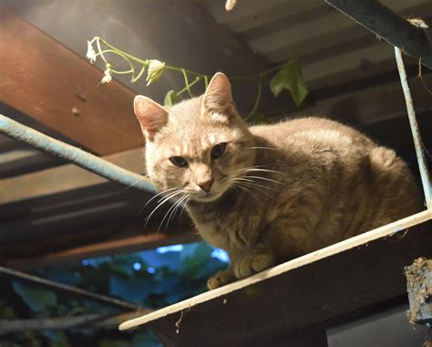 Cat In Garage Cats Vets Animal Hospital