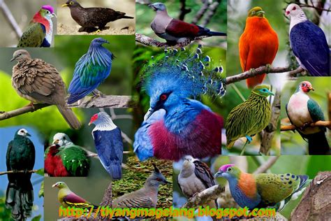 Gambar 7 burung tercantik dunia gambar di rebanas rebanas via rebanas. Burung cantik selain cenderawasih | TIMKICAU