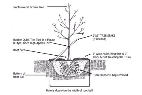 Typically the structure of a tree diagram consists of elements such as a root node, a member that has no. Planting-Detail - Great Plains Nursery