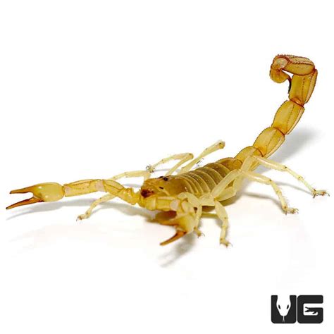 Egyptian Gold Scorpion Buthacus Occidentalis For Sale Underground