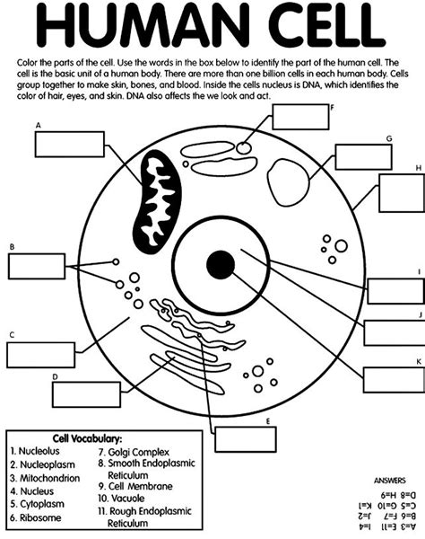 Human Cell On Crayola Science Cells Cells Worksheet Science Lessons