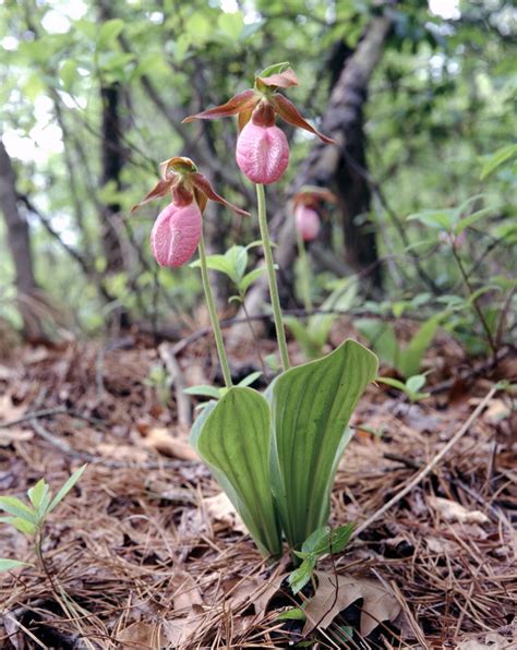 We did not find results for: Lady Slippers in the Spring, you'll find on many wooded ...