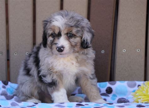 Mini Aussiedoodle For Sale Fredericksburg Oh Male Max Ac Puppies Llc