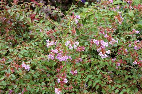 Most hardy of the abelias, but will probably need winter protection or careful siting in areas colder than zone 6. Plant Inventory at 20 Timothy : Abelia x grandiflora ...