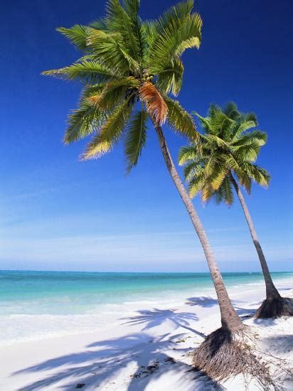 Palm Tree White Sand Beach And Indian Ocean Jambiani Island Of
