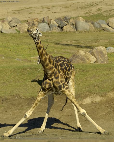 Solitary Dog Sculptor I Animals Animales Giraffe Jirafa Part 1