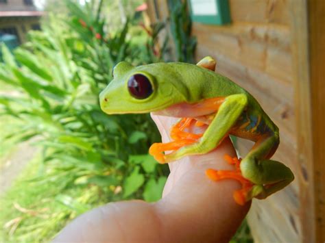 Our Herp Class The Red Eyed Tree Frog