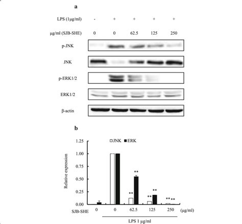 MAPK Pathway Associated Protein Evaluation In LPS Induced RAW 264 7