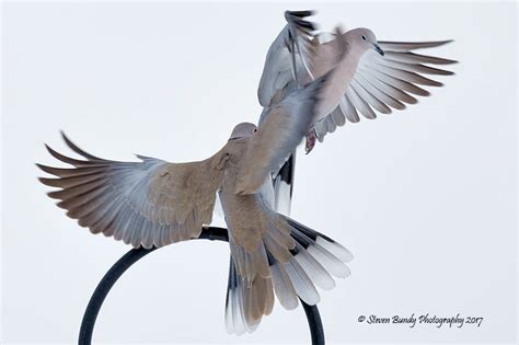 Dove Landing El Prado Nm 2017 Steven Bundy