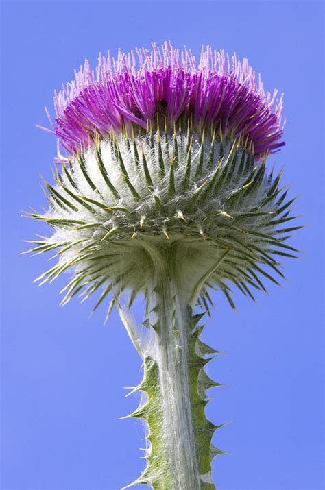 National Flower Of Scotland Photograph By Ross G Strachan Fine Art