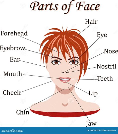 Face Body Parts Diagram