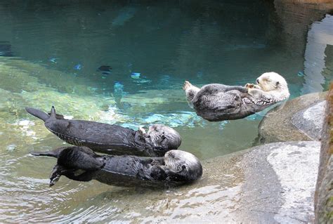 Otterquest Sea Otter Pic Pt Defiance Zoo And Aquarium