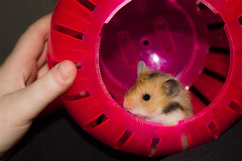 Best Hamster Balls Reviewed For 2023 Petz