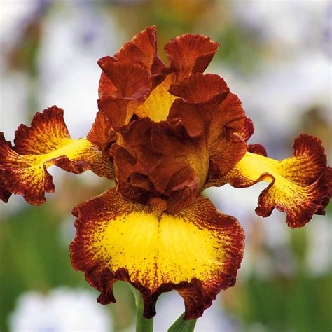 Shop Bee My Honey Bearded Iris Irises For Sale Brecks