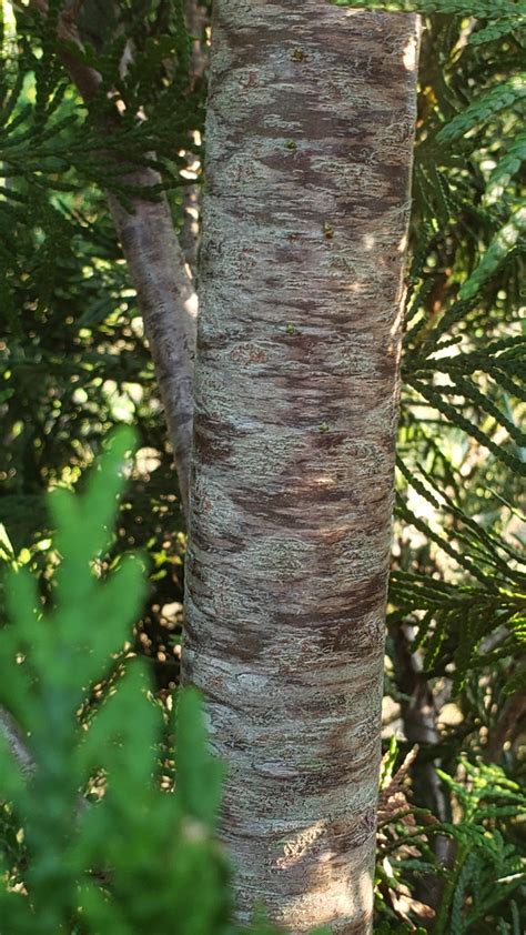 Plant Thuja Occidentalis Elegantissima By Tracy Woods In Cloudy Way