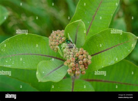 Purple Milkweed Hi Res Stock Photography And Images Alamy