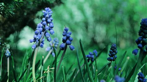 1920x1080 blue blur macro flowers muscari coolwallpapers me