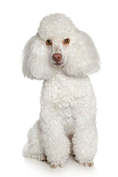 Poodle Pictures Images And Stock Photos Istock