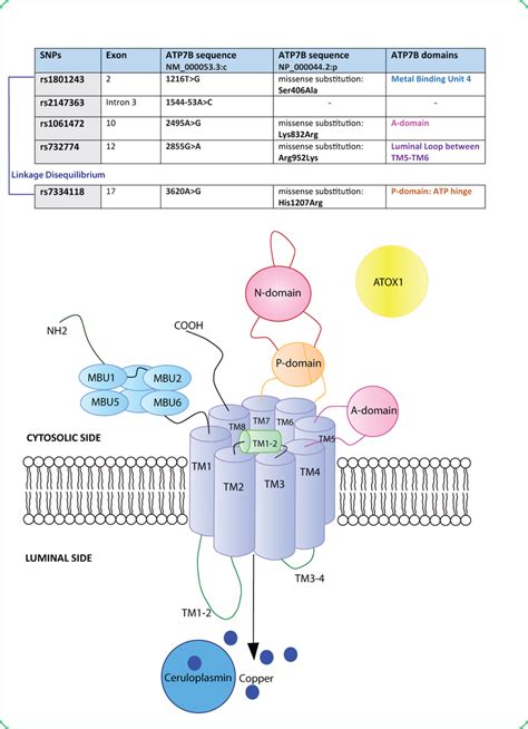 Schematic Representation Of Human Atp7b On The Basis Of Download