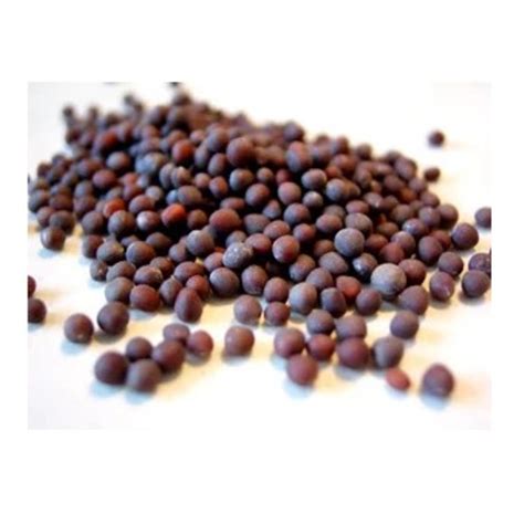 Biji Sawi Mustard Seed