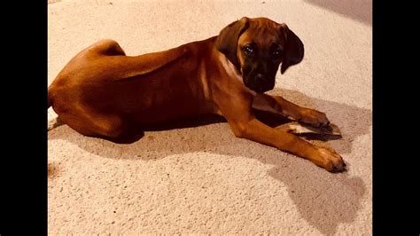 Ripley The Rhodesian Ridgeback Youtube