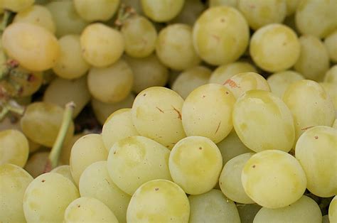 11 Popular Grape Varieties