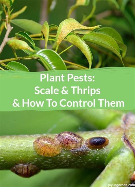 Plant Pests Scale And Thrips And How To Control Them Plant Pests