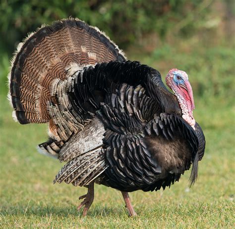 why are wild turkeys so aggressive boston magazine