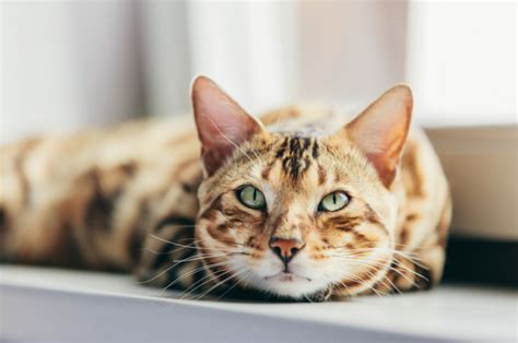 Process to getting a bengal kitten: Bengal Cat Prices in 2020 - Pricing Structure and Details