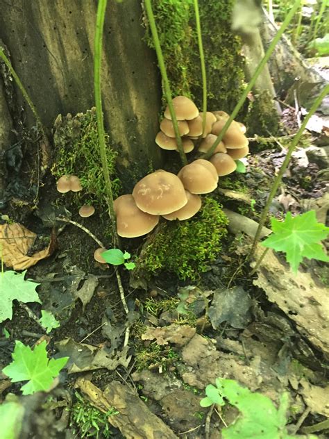 Identification Found In Southeast Ohio Mushroom Hunting