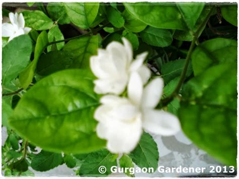 Maybe you would like to learn more about one of these? Gurgaon Gardener: Summer Sizzlers — 2. Jasmine (Hindi ...