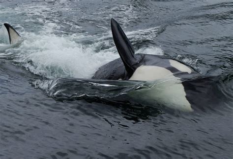 British Columbia Whale Watching Vancouver Island Orca Wildlife Viewing