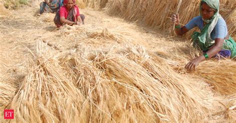 Wheat Procurement Sees 3 Fold Jump To 14 58 Million Tonnes So Far The