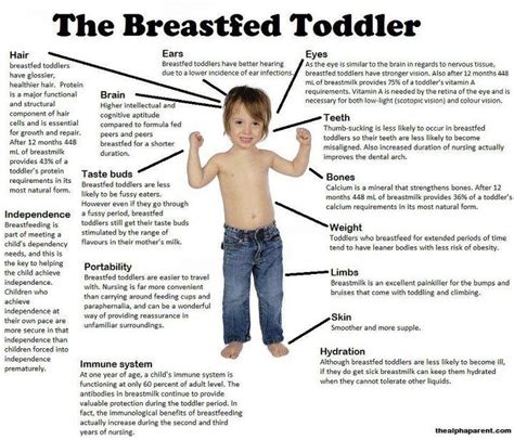 Is It Normal To Breastfeed A 4 Year Old Breastfeed Info