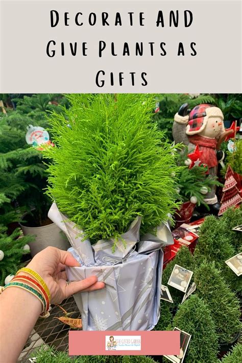 The Best Christmas Plants For Ts And Decor The Ted Gabber