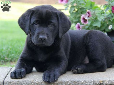 Labrador Retriever Dogs And Puppies Wanted Pets4homes Black