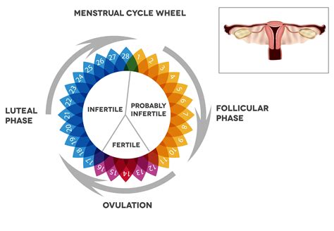 Phases Of Menstruation Cycle