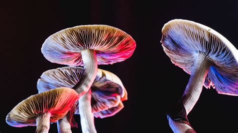 Will Oregon Be The First State To Legalize Access To Magic Mushrooms