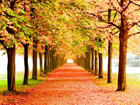 Free Photo Fall Season Autumn Leaf Tree Free Download Jooinn
