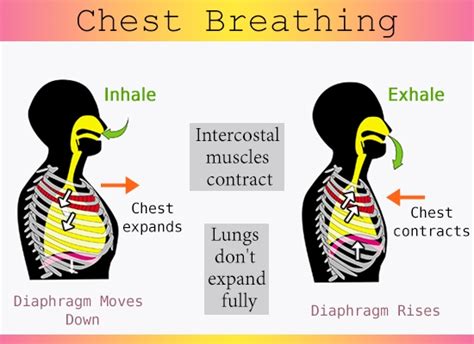 Diaphragmatic Breathing Explained