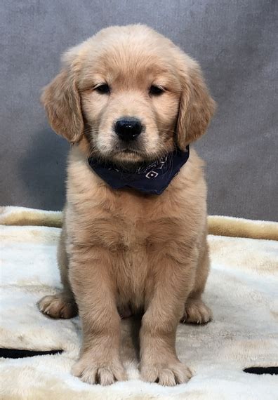 Join millions of people using oodle to find puppies for adoption, dog and puppy listings, and other pets adoption. Seattle Golden Retriever Puppy 666934 | PuppySpot