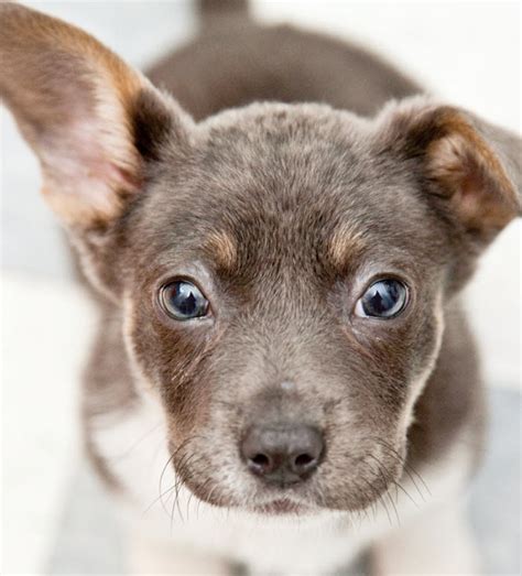 Learn About The Small Mixed Breed Dog From A Trusted Veterinarian