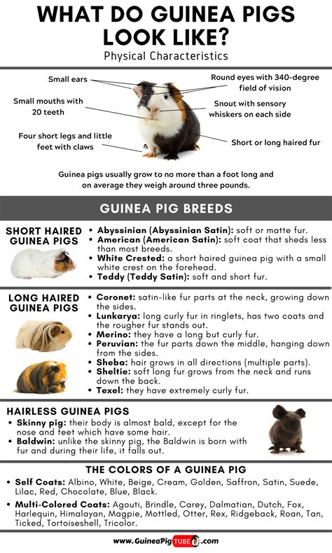Pin On Guinea Pig Breeds And Breeding