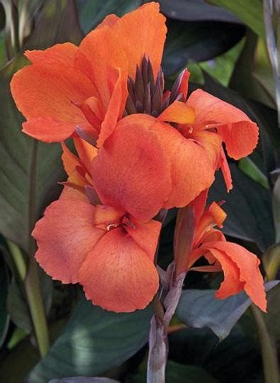 Canna Cannova Bronze Orange 1c Country Arbors Nursery