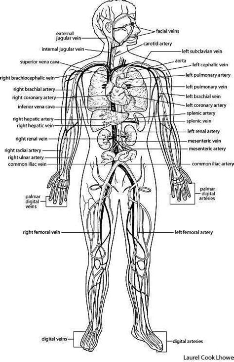 This page is about arteries simple diagram,contains thefrangipani thefrangipani,circulatory. veins and arteries of body
